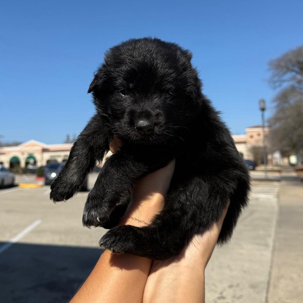 Kingston — thumbnail 6