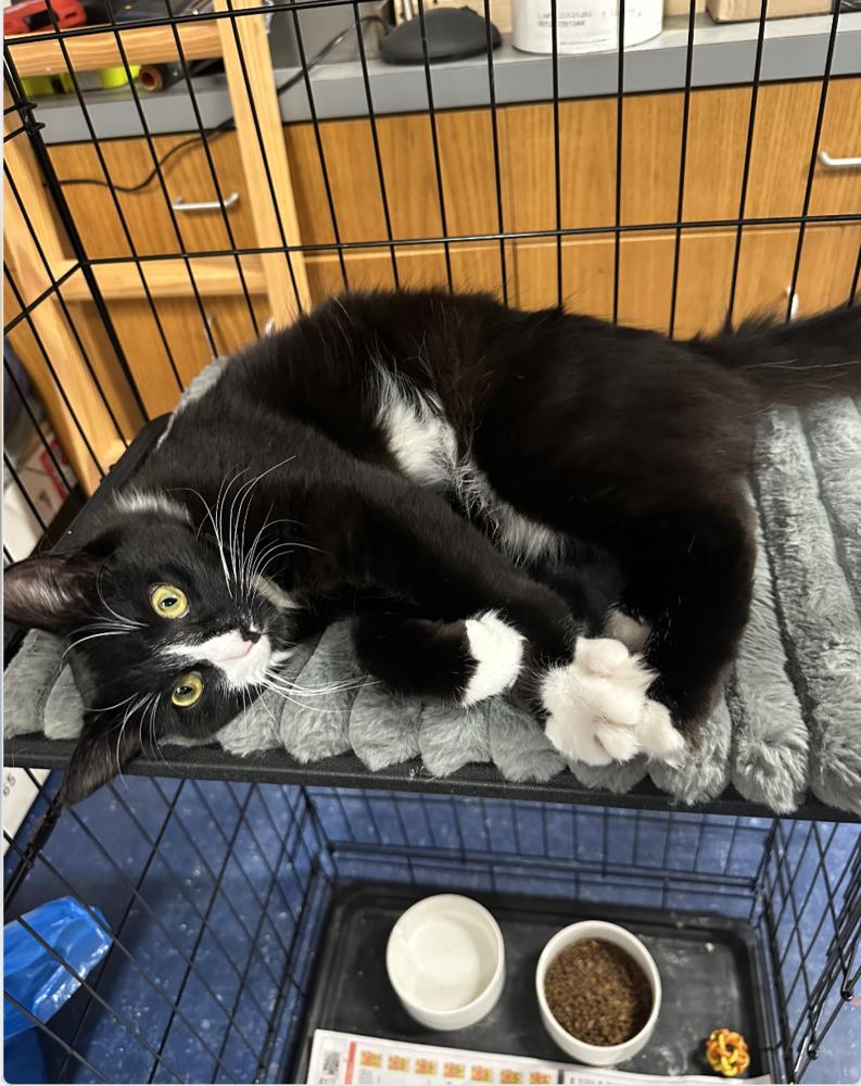 Luna, Adoptable, Kitten Male Domestic Medium Hair.