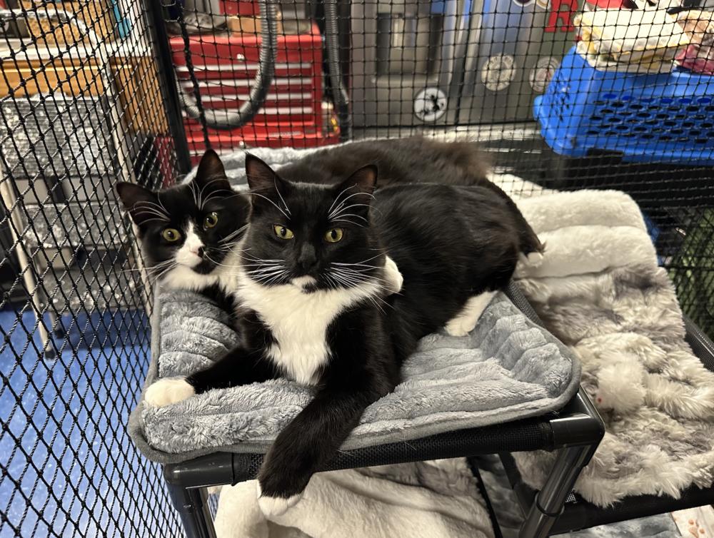 Enlarge Luna, a Adoptable mixed breed in Oradell, NJ image 2/5