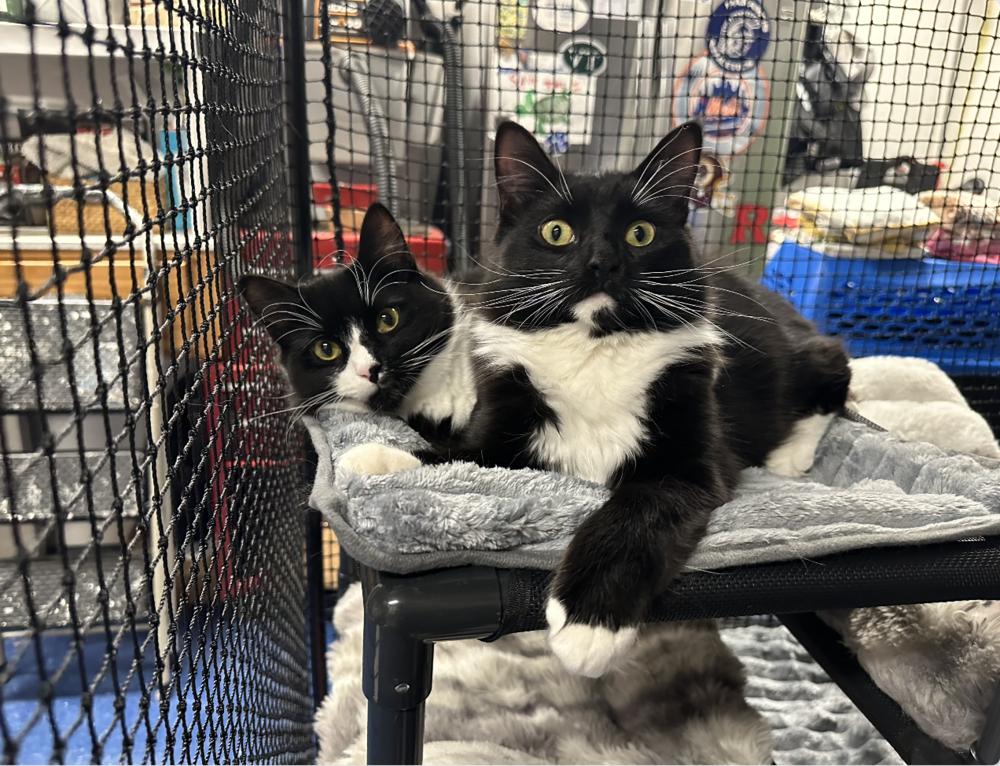 Enlarge Luna, a Adoptable mixed breed in Oradell, NJ image 3/5