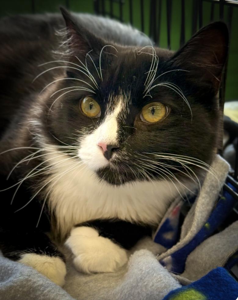 Enlarge Luna, a Adoptable mixed breed in Oradell, NJ image 4/5