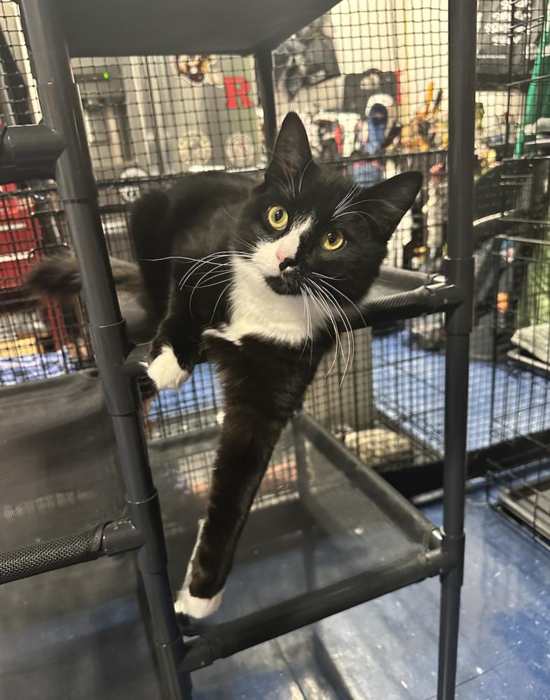 Enlarge Luna, a Adoptable mixed breed in Oradell, NJ image 5/5