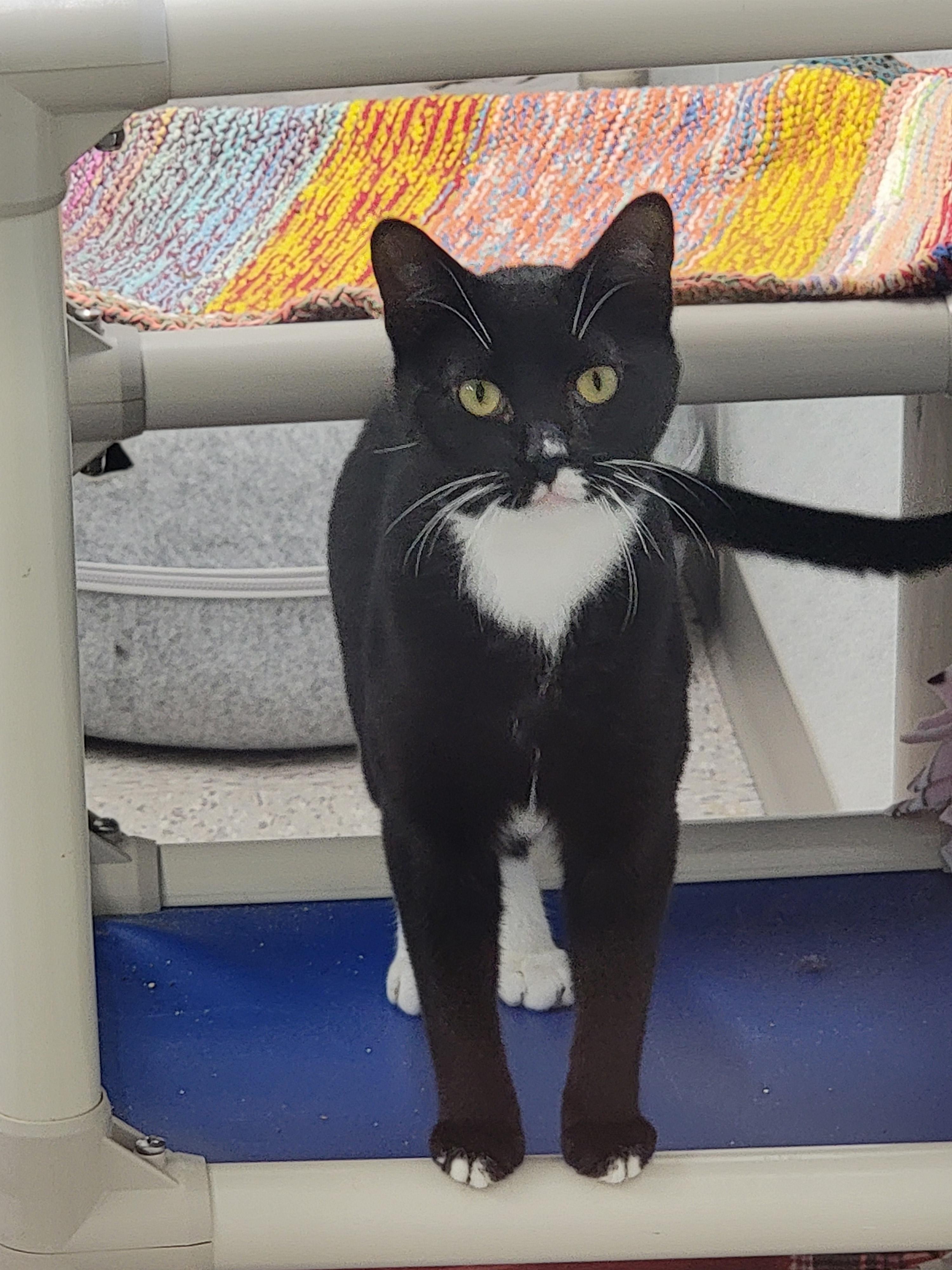 Jr., a Adoptable mixed breed in Elmira, NY image 2/2