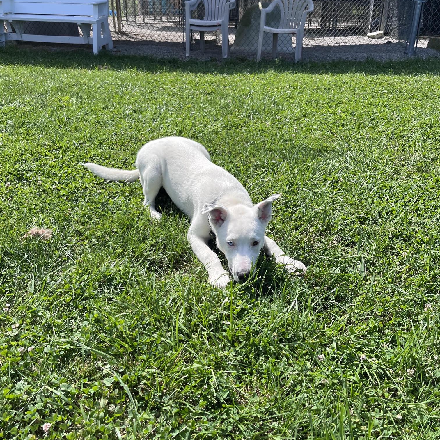 Enlarge Foxtrot, a Adoptable mixed breed in West Jefferson, OH image 5/5