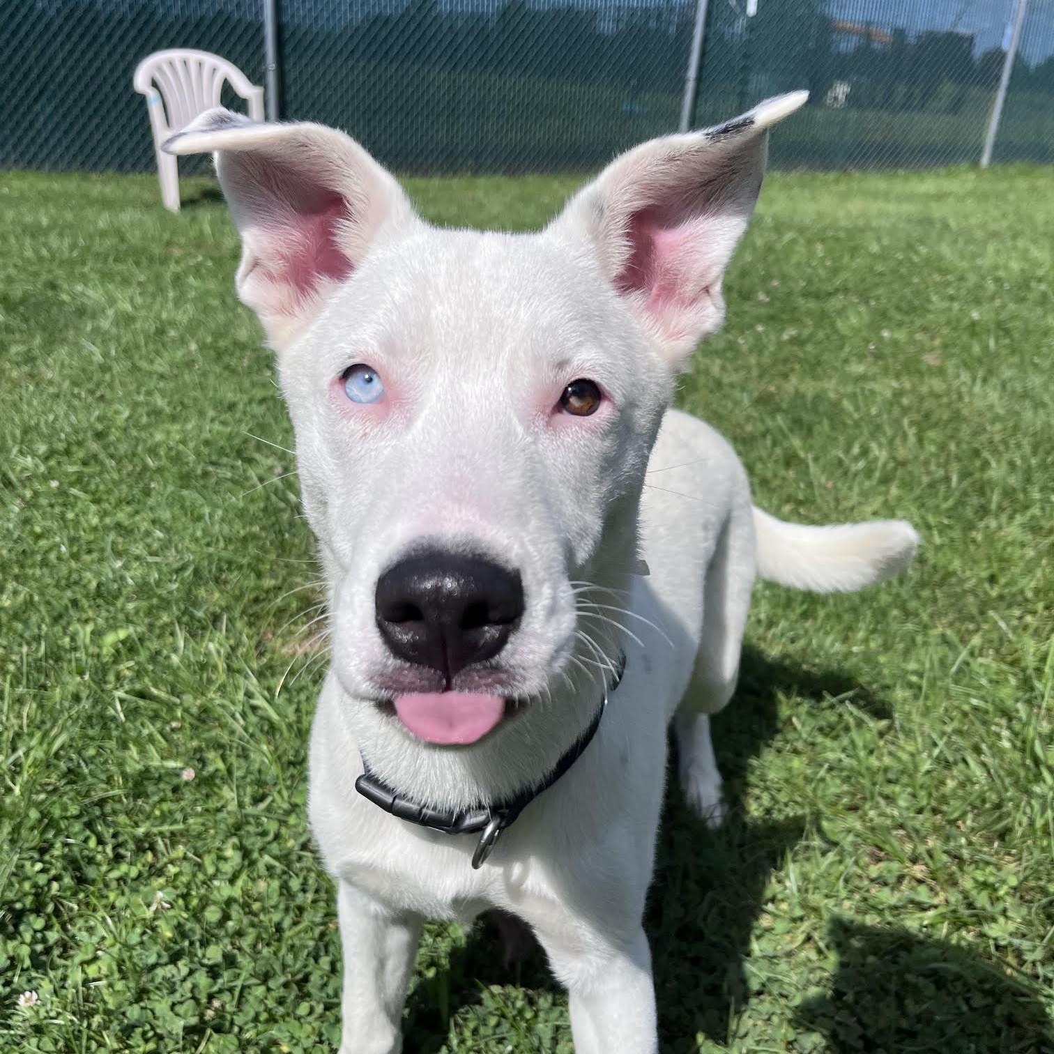 Foxtrot, Adoptable, Young Male Husky & Cattle Dog.