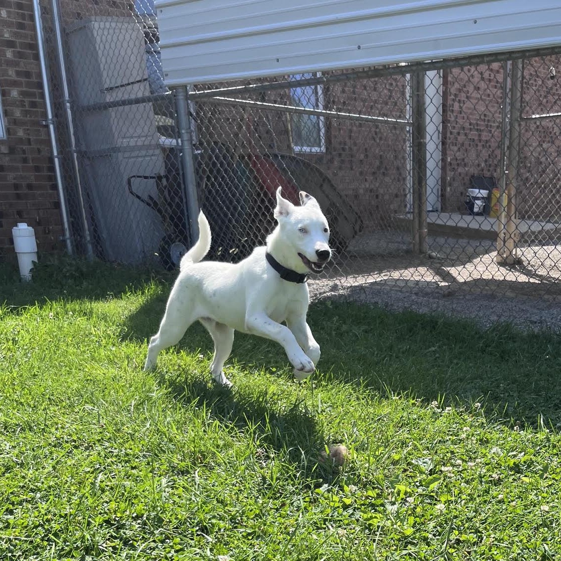 Enlarge Foxtrot, a Adoptable mixed breed in West Jefferson, OH image 4/5