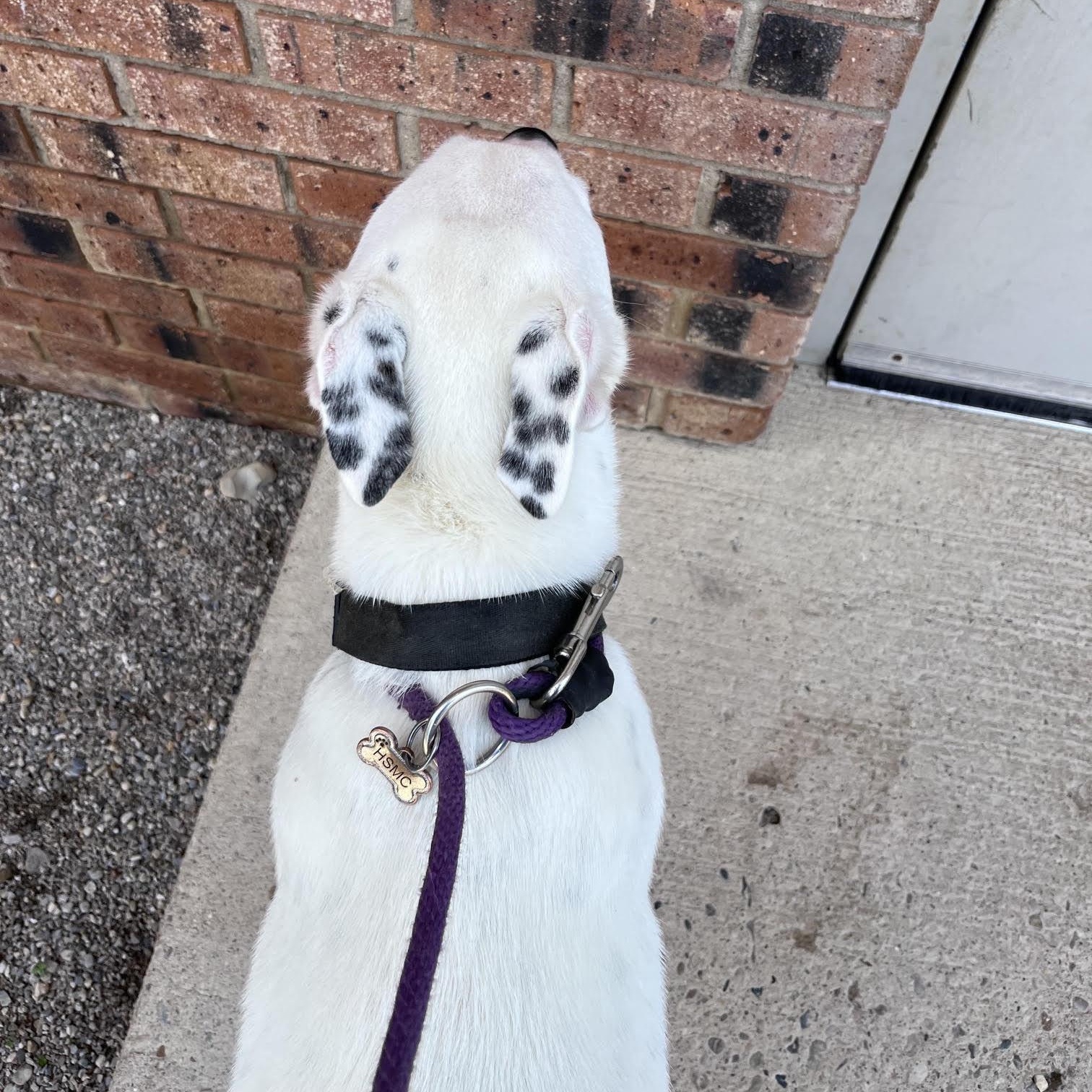 Enlarge Foxtrot, a Adoptable mixed breed in West Jefferson, OH image 3/5