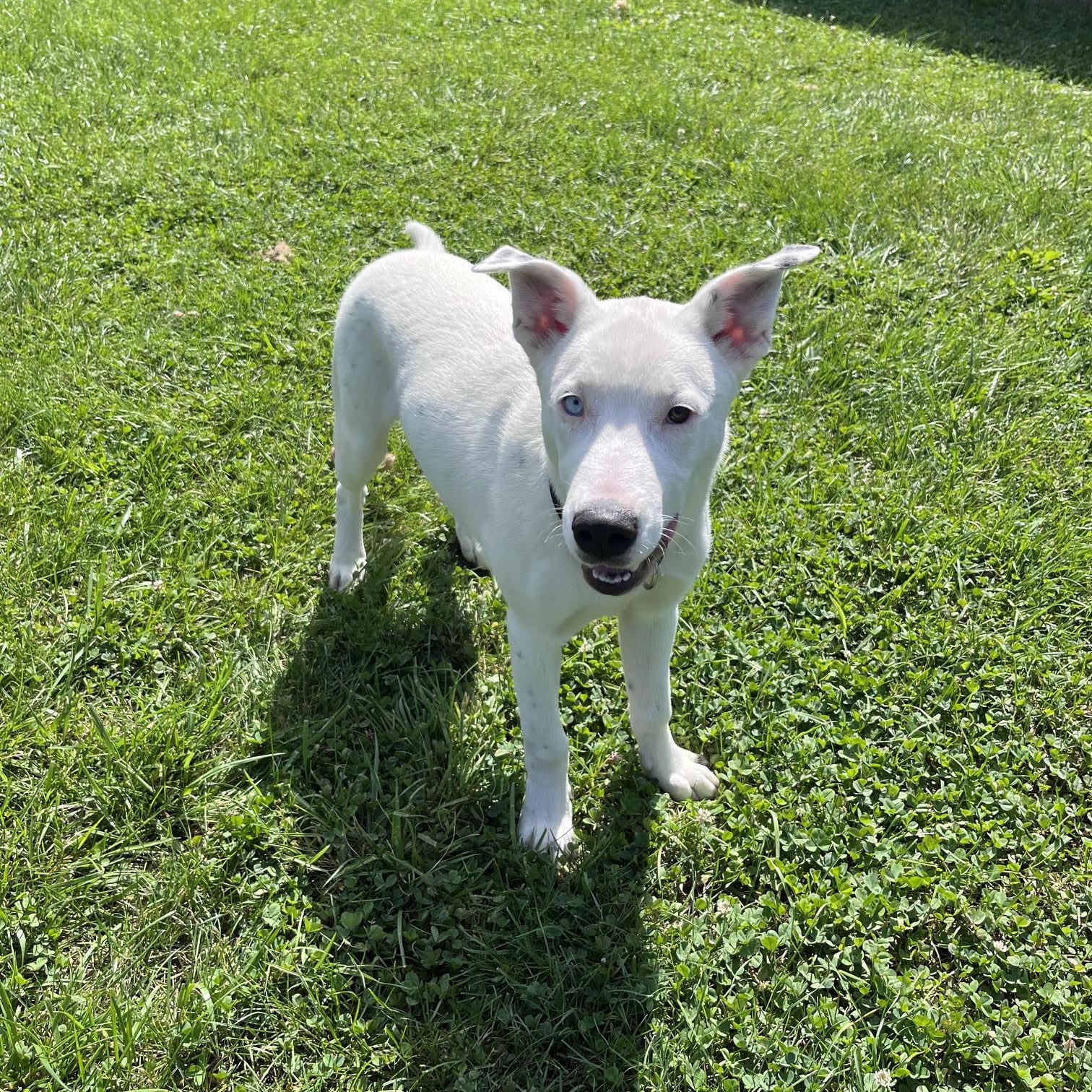 Enlarge Foxtrot, a Adoptable mixed breed in West Jefferson, OH image 2/5