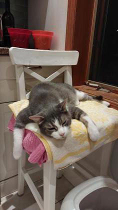 Gaston, Adoptable, Adult Male Domestic Short Hair & Domestic Short Hair.