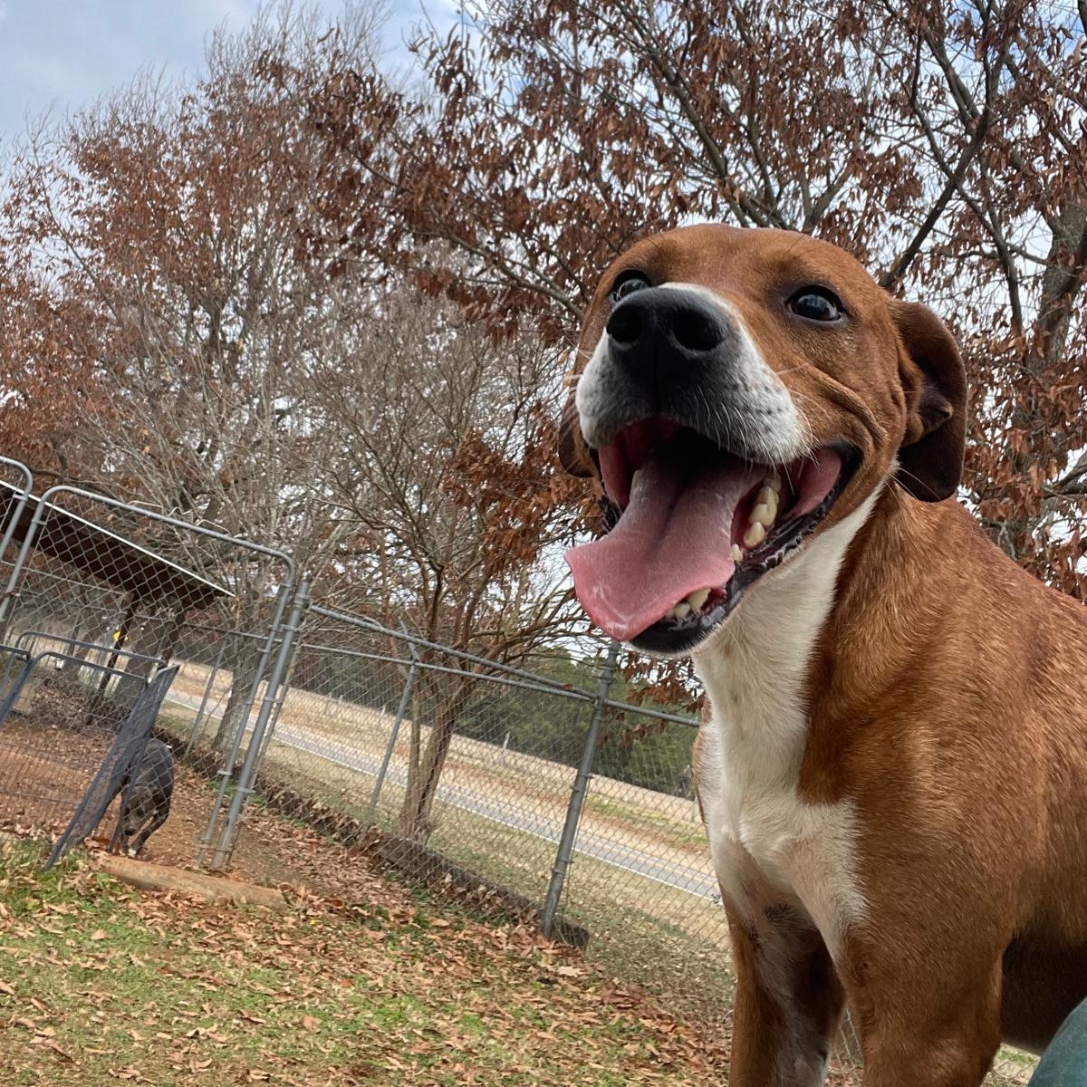 Enlarge Shaq, a Adopted mixed breed in Greensboro, AL image 4/6