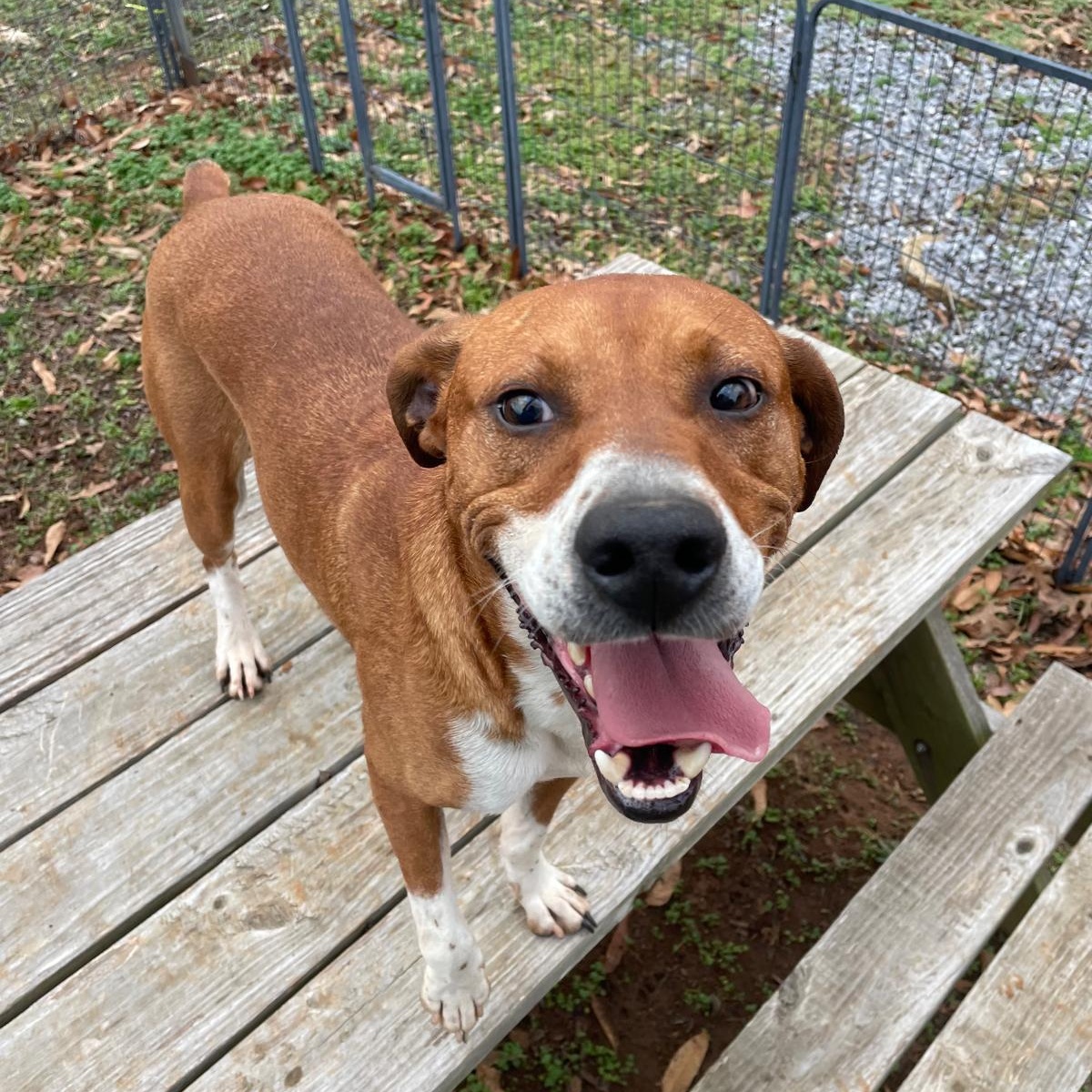 Enlarge Shaq, a Adopted mixed breed in Greensboro, AL image 2/6