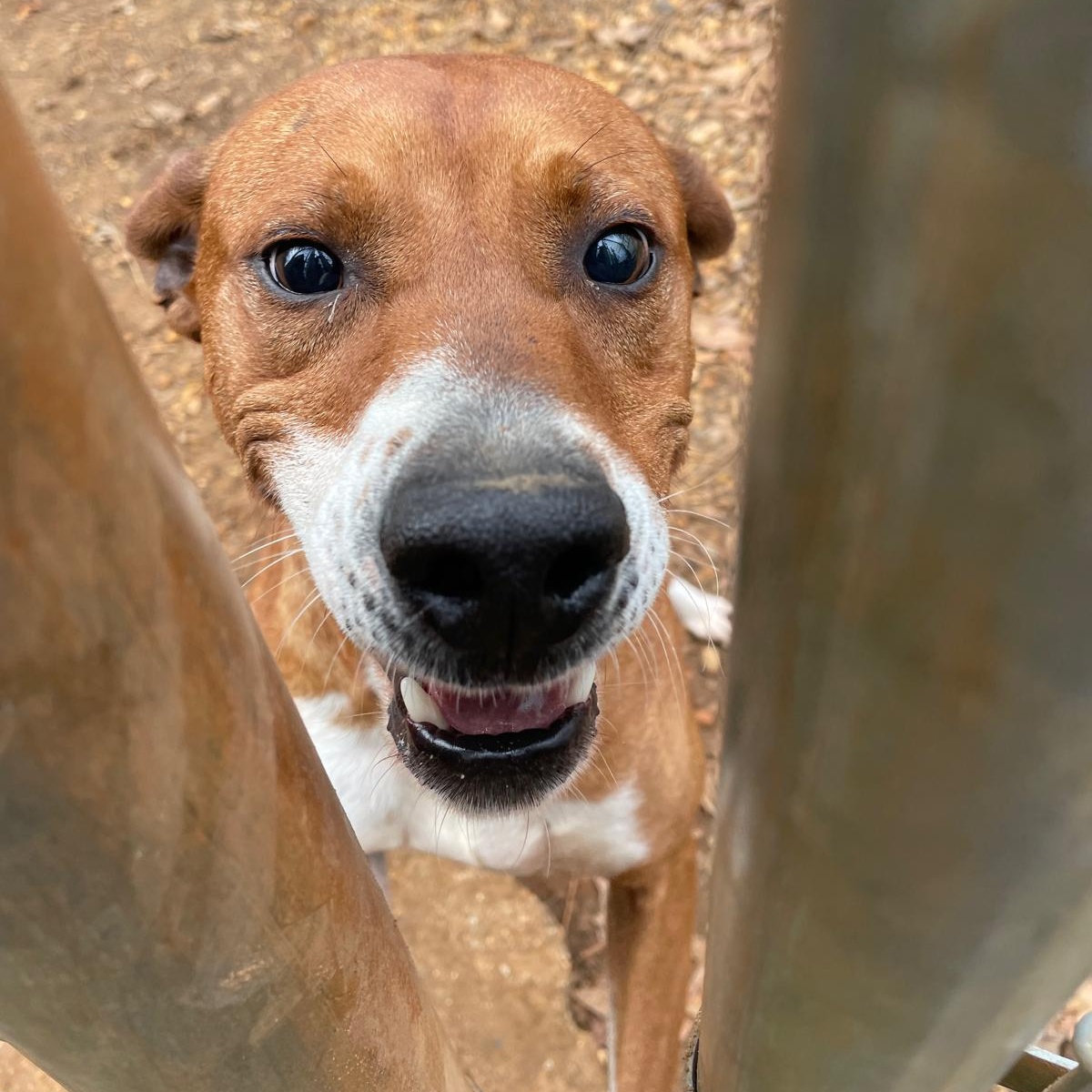 Enlarge Shaq, a Adopted mixed breed in Greensboro, AL image 3/6