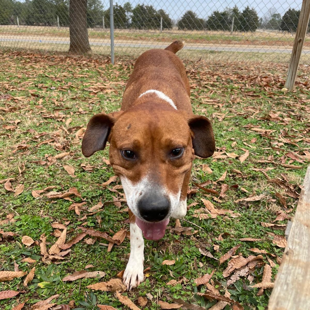 Enlarge Shaq, a Adopted mixed breed in Greensboro, AL image 5/6