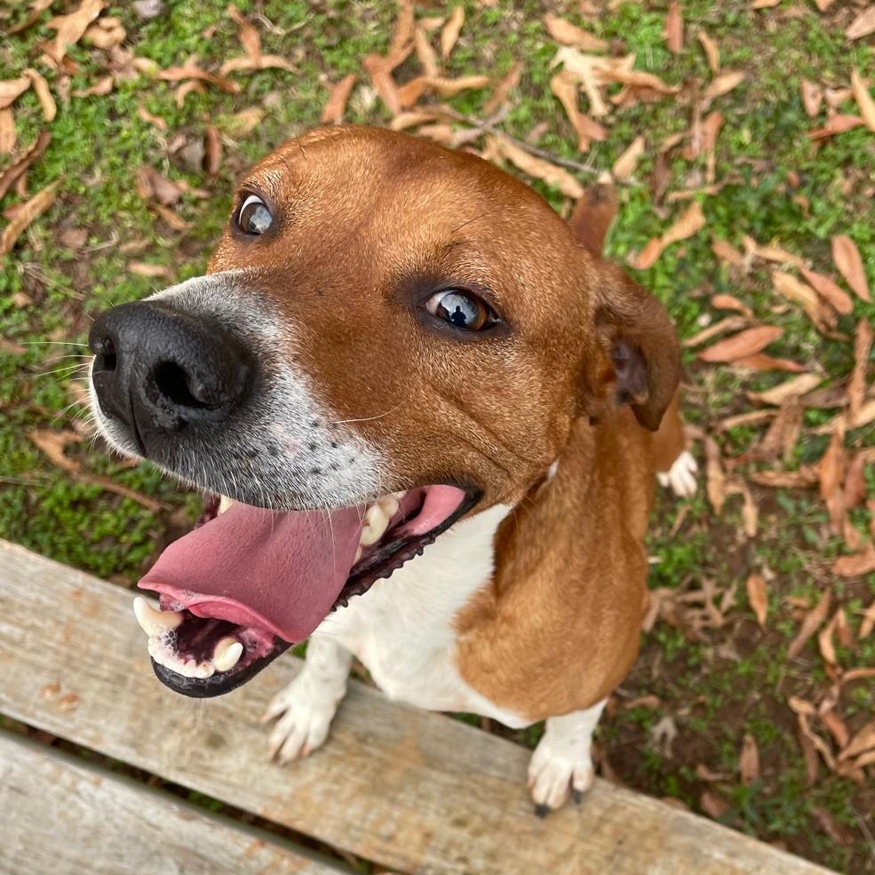Shaq, Adopted, Young Male Hound.