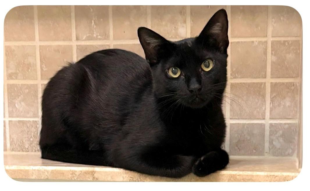 Squeak, ADOPTABLE, Young Male Domestic Short Hair.