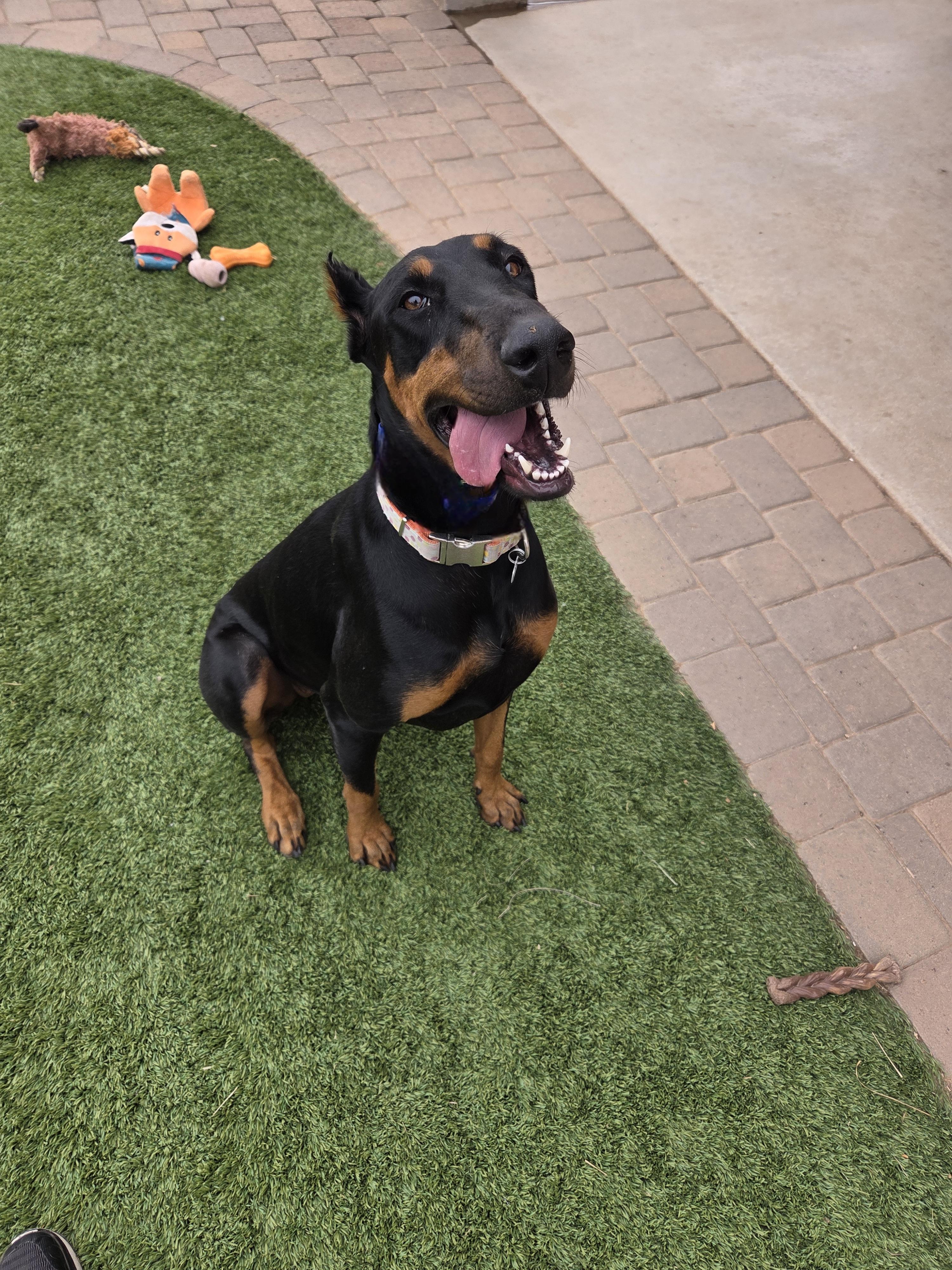 Enlarge Arwen, a Adopted Doberman Pinscher in Cave Creek, AZ image 1/3