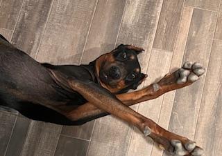 Enlarge Arwen, a Adopted Doberman Pinscher in Cave Creek, AZ image 2/3