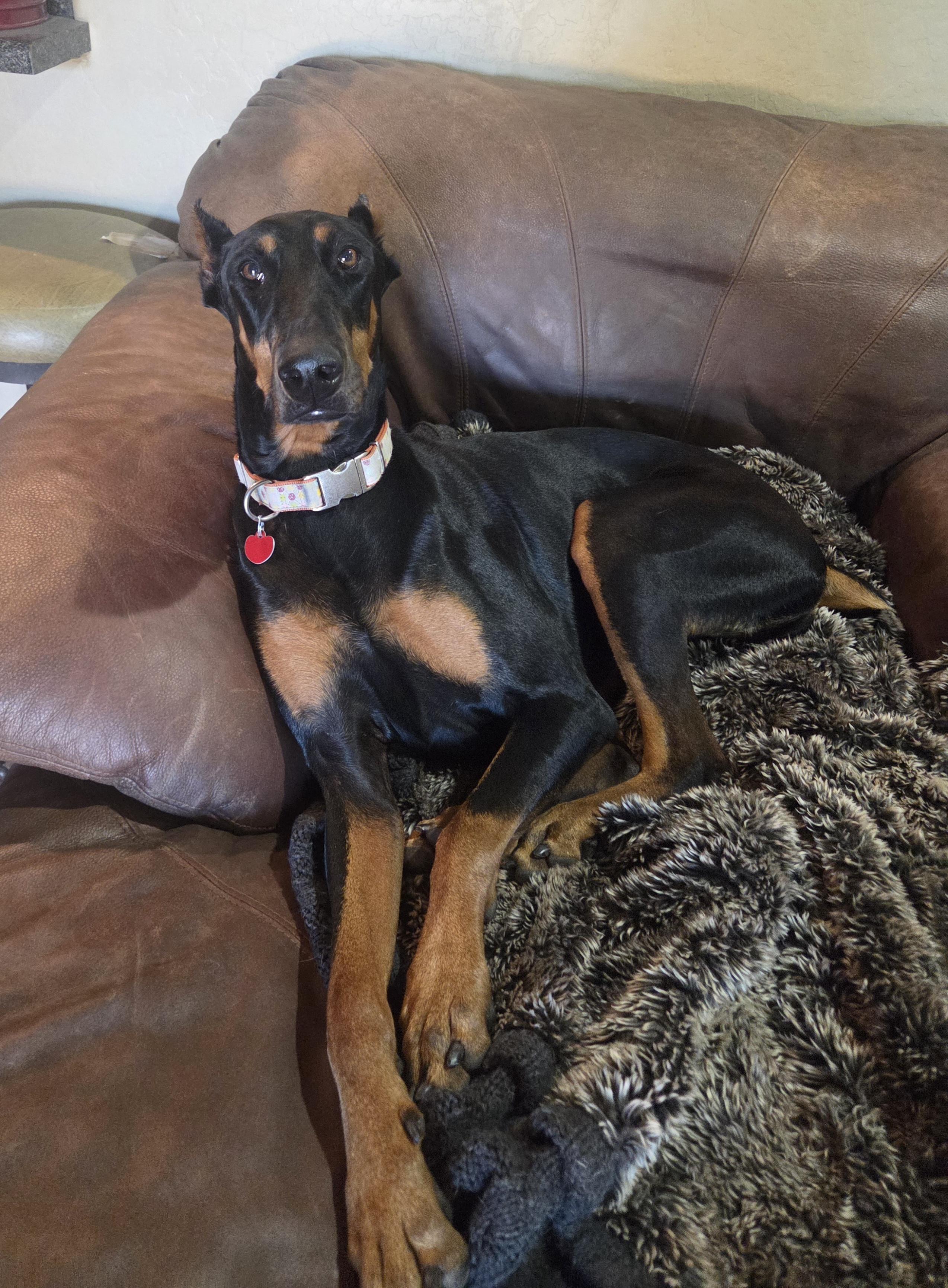 Enlarge Arwen, a Adopted Doberman Pinscher in Cave Creek, AZ image 3/3
