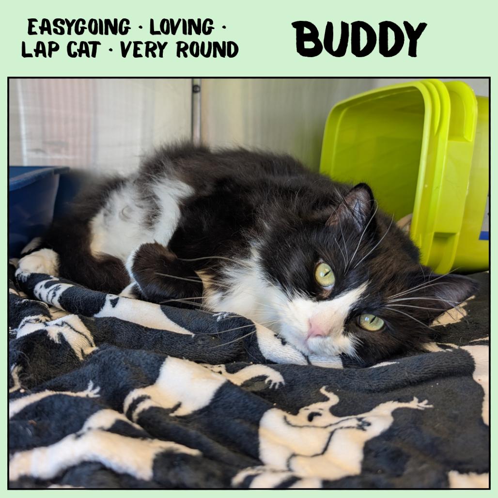 Buddy, Adoptable, Senior Male Domestic Long Hair.
