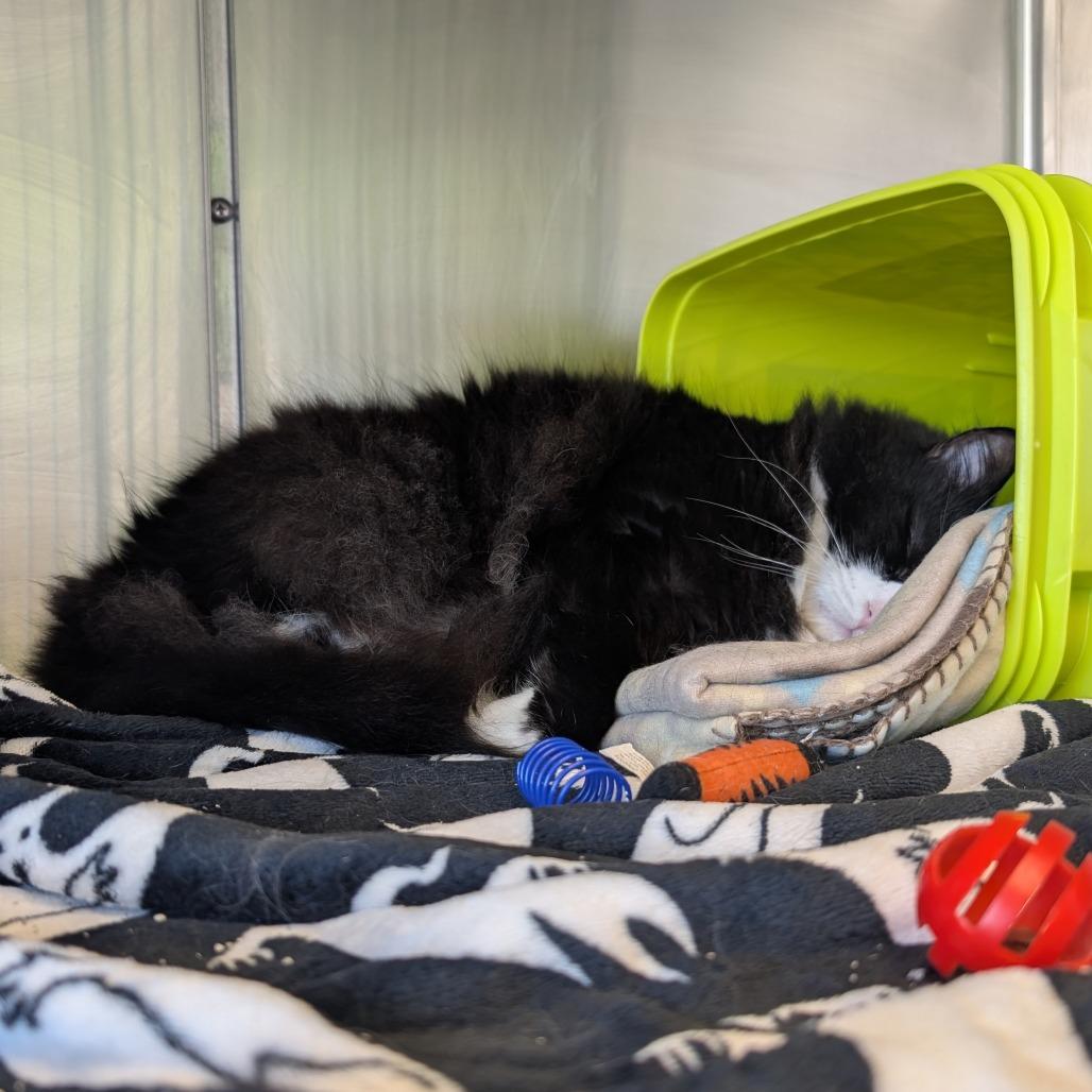 Enlarge Buddy, a Adoptable Domestic Long Hair in Emporia, KS image 2/6