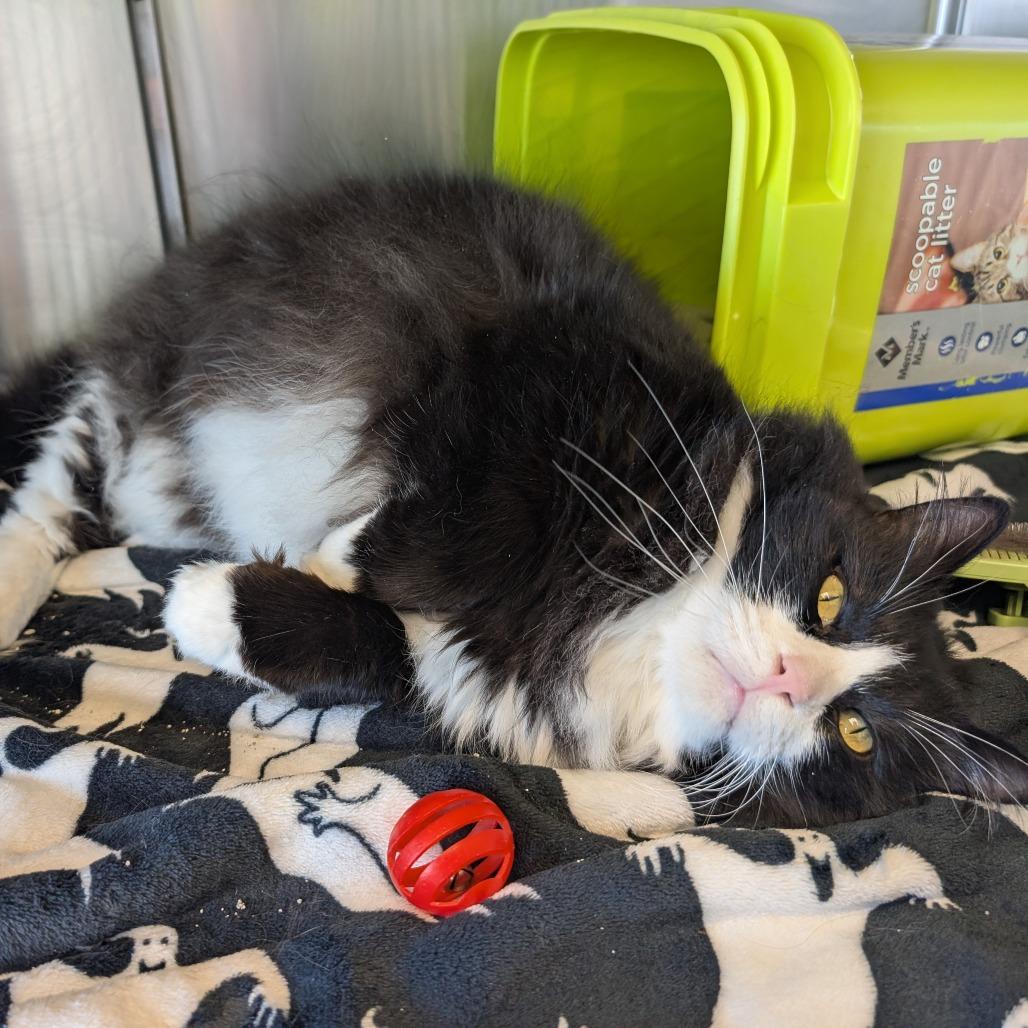 Enlarge Buddy, a Adoptable Domestic Long Hair in Emporia, KS image 4/6