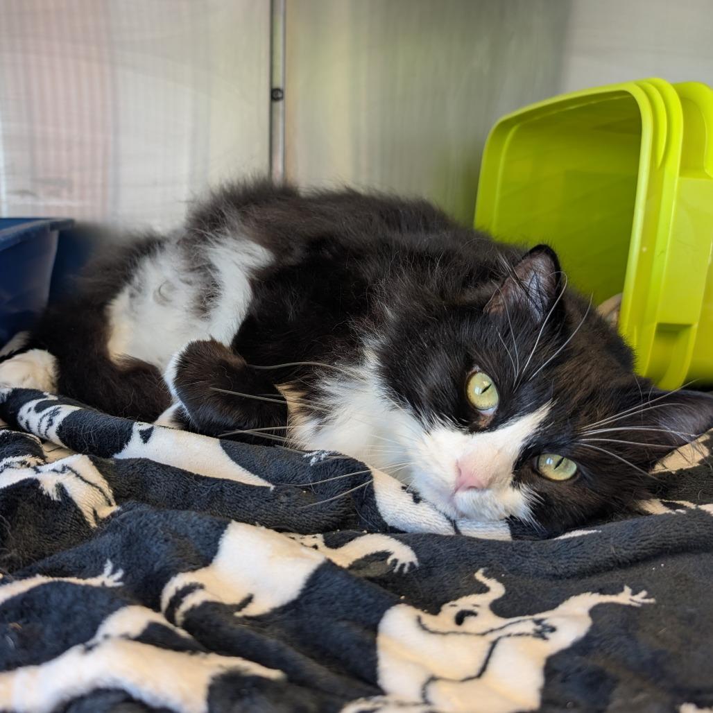 Enlarge Buddy, a Adoptable Domestic Long Hair in Emporia, KS image 5/6