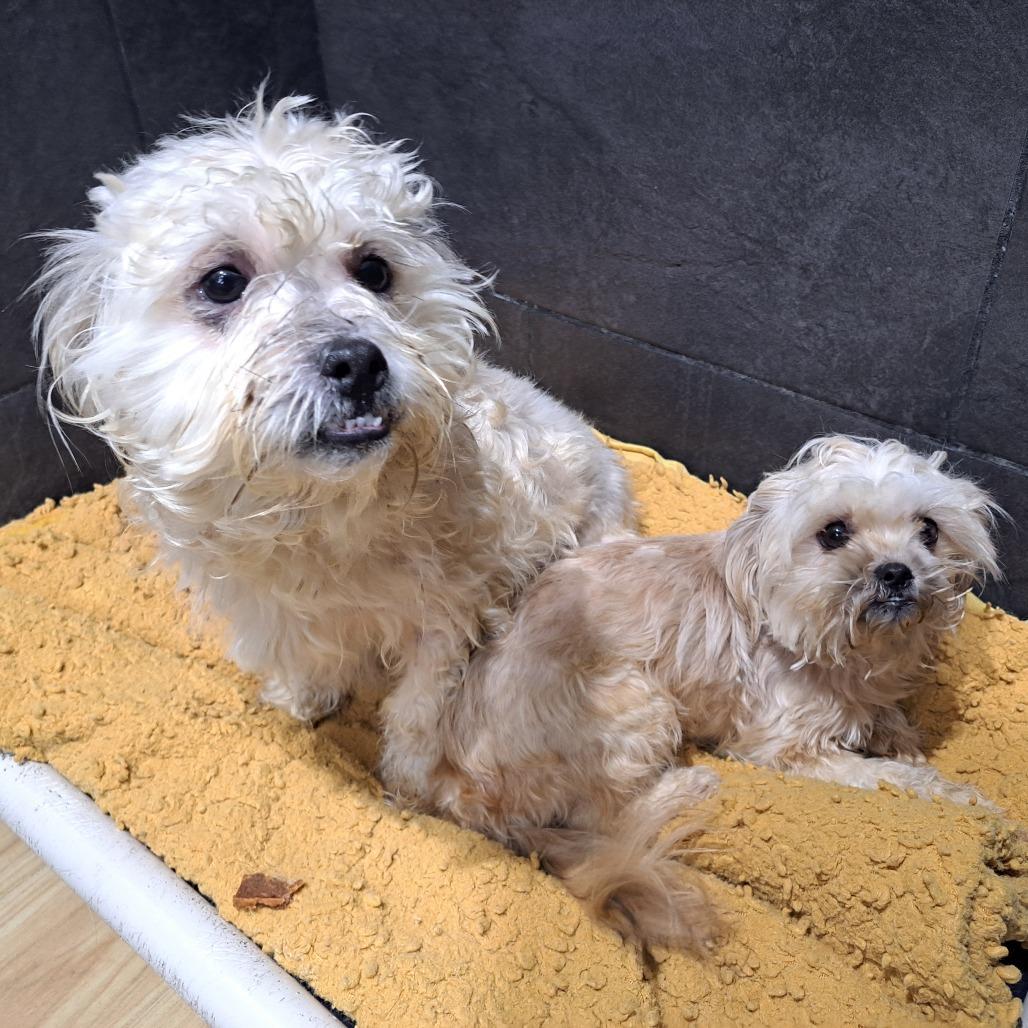 Biggie, a Adoptable Mixed Breed in Philadelphia, PA image 1/6