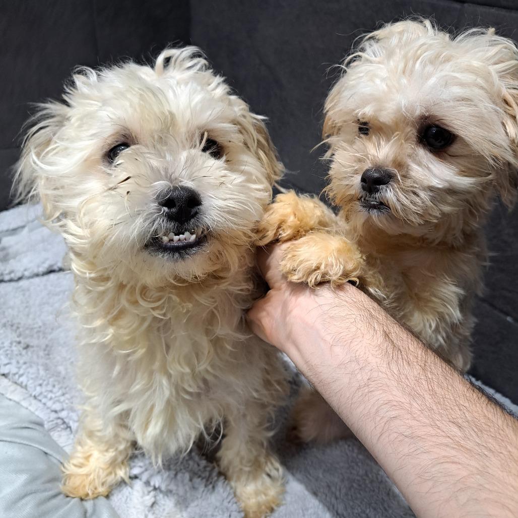 Biggie, a Adoptable Mixed Breed in Philadelphia, PA image 2/6