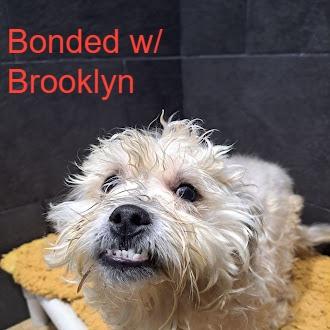 Biggie, a Adoptable Mixed Breed in Philadelphia, PA image 3/6