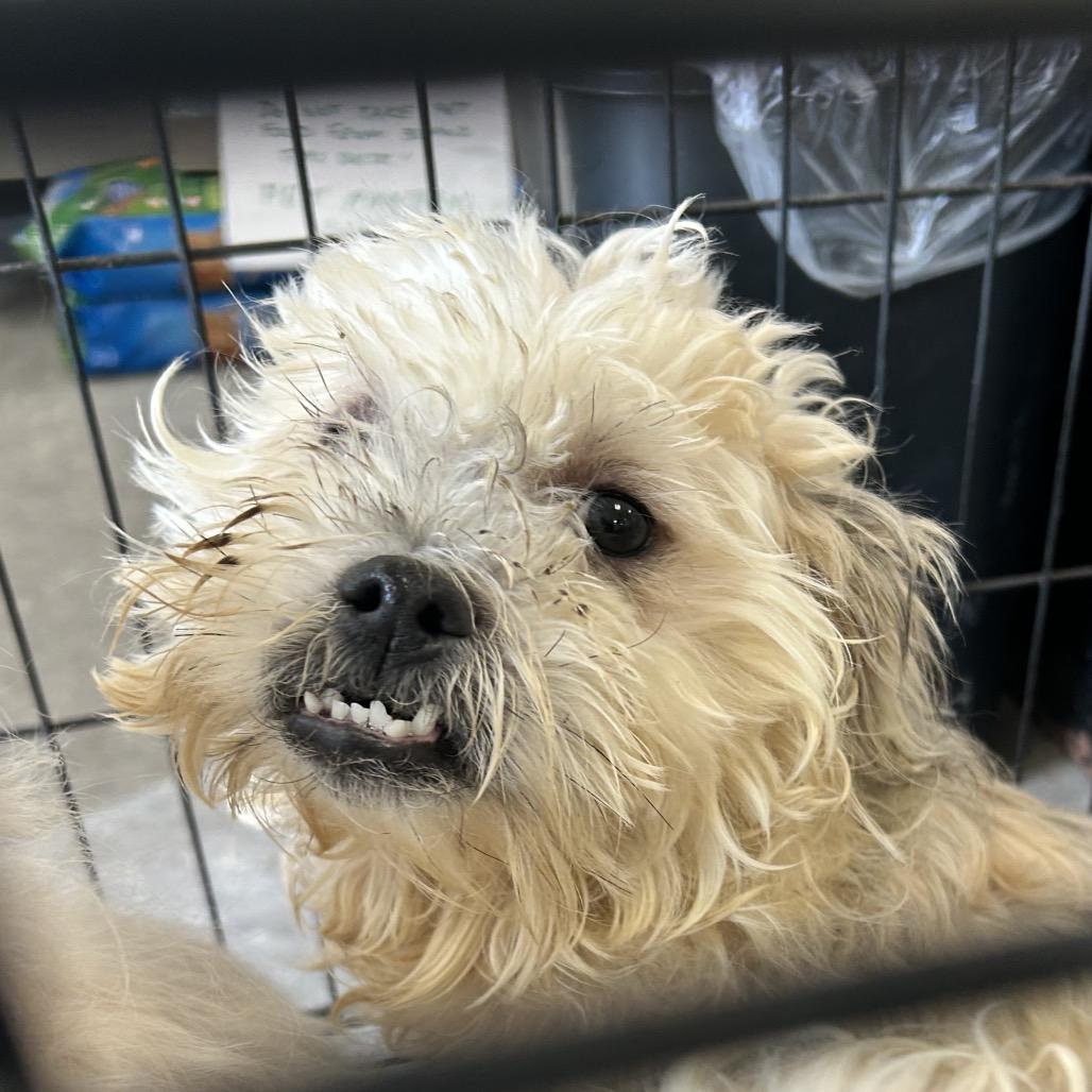 Biggie, a Adoptable Mixed Breed in Philadelphia, PA image 4/6