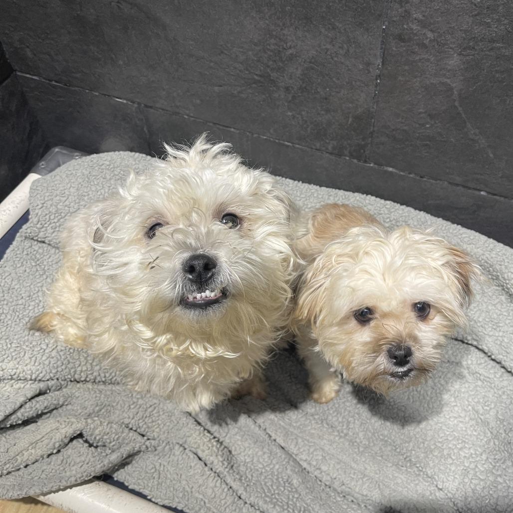 Biggie, a Adoptable Mixed Breed in Philadelphia, PA image 5/6