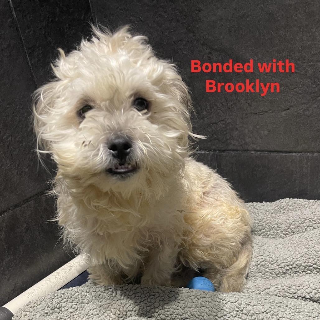 Biggie, a Adoptable Mixed Breed in Philadelphia, PA image 6/6