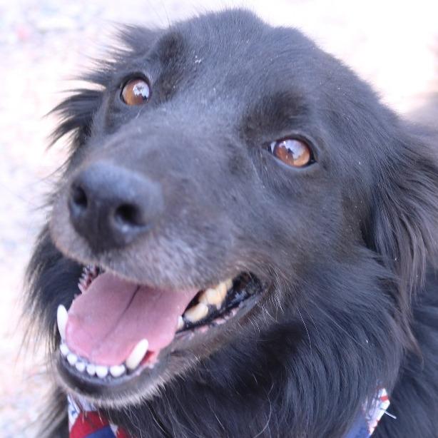 Hudson, Adoptable, Adult Male Border Collie.