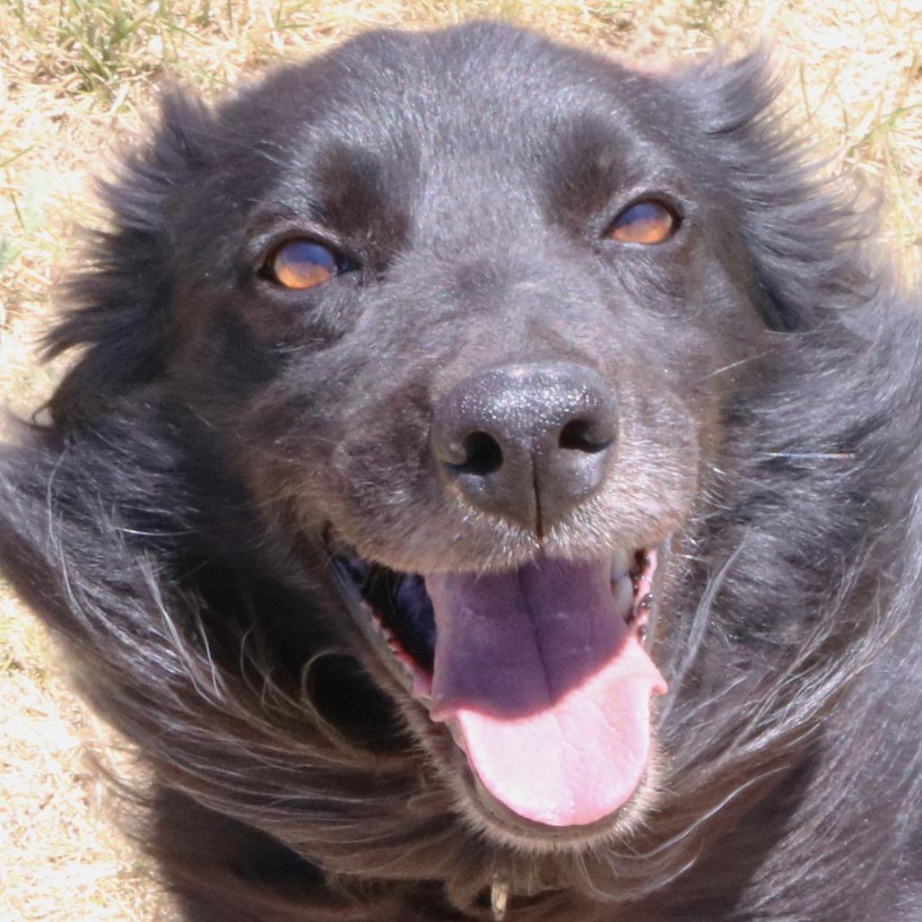 Hudson, a Adoptable Border Collie in Rifle, CO image 1/6
