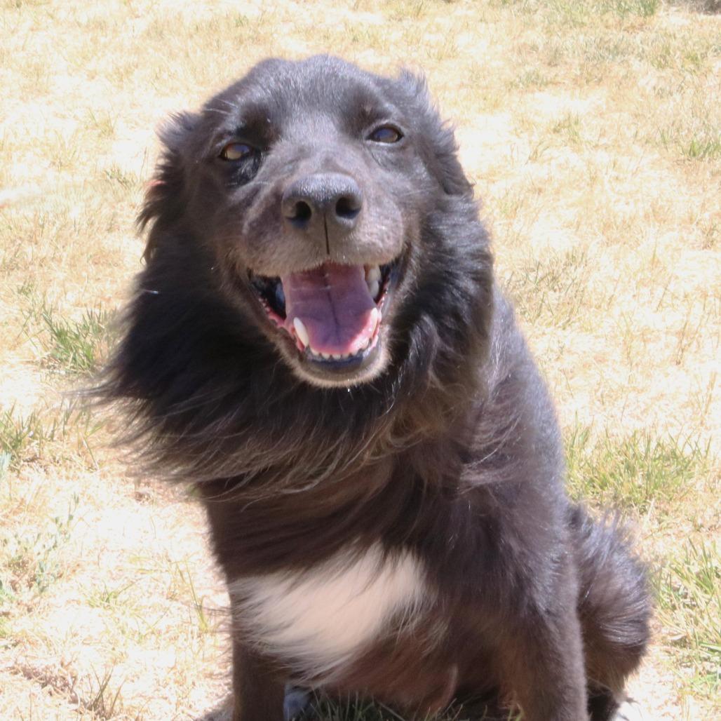 Hudson, a Adoptable Border Collie in Rifle, CO image 2/6