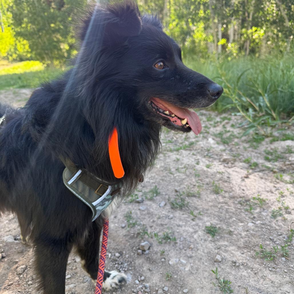 Hudson, a Adoptable Border Collie in Rifle, CO image 3/6