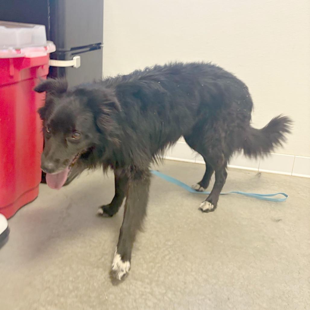 Hudson, a Adoptable Border Collie in Rifle, CO image 4/6