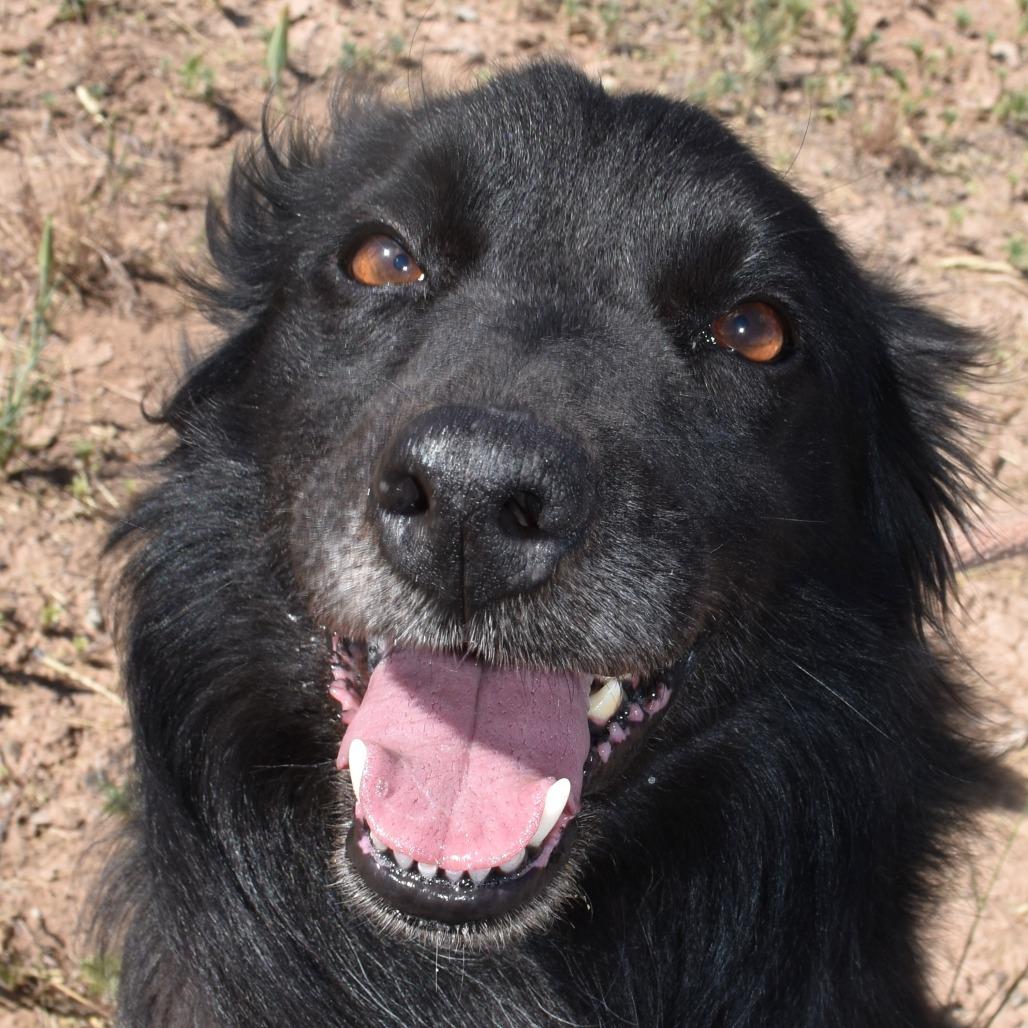 Hudson, a Adoptable Border Collie in Rifle, CO image 5/6