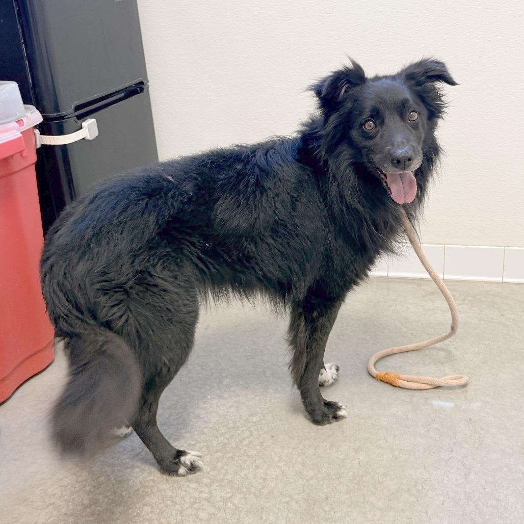 Hudson, a Adoptable Border Collie in Rifle, CO image 6/6