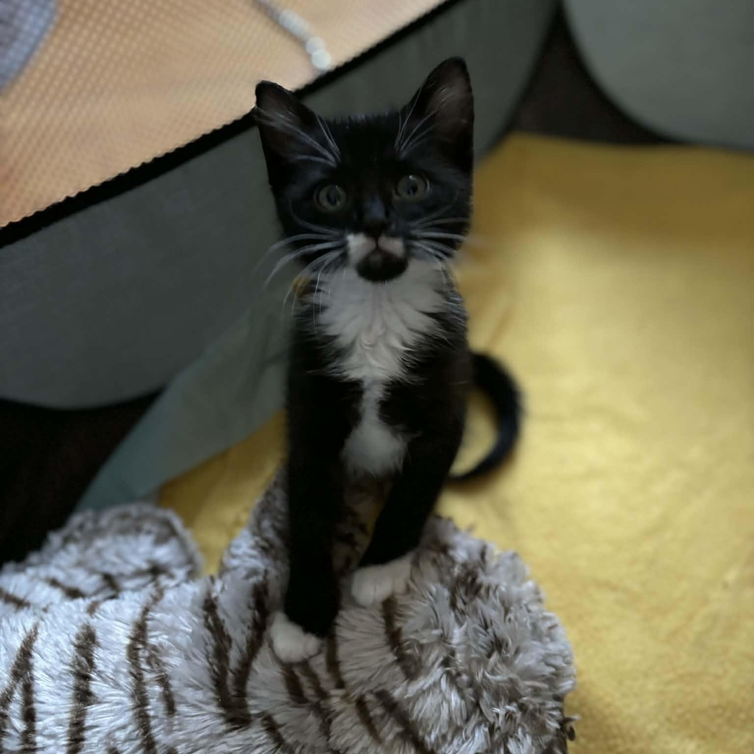 Enlarge Reagan, an adopted mixed breed in Mastic beach, NY image 1/3