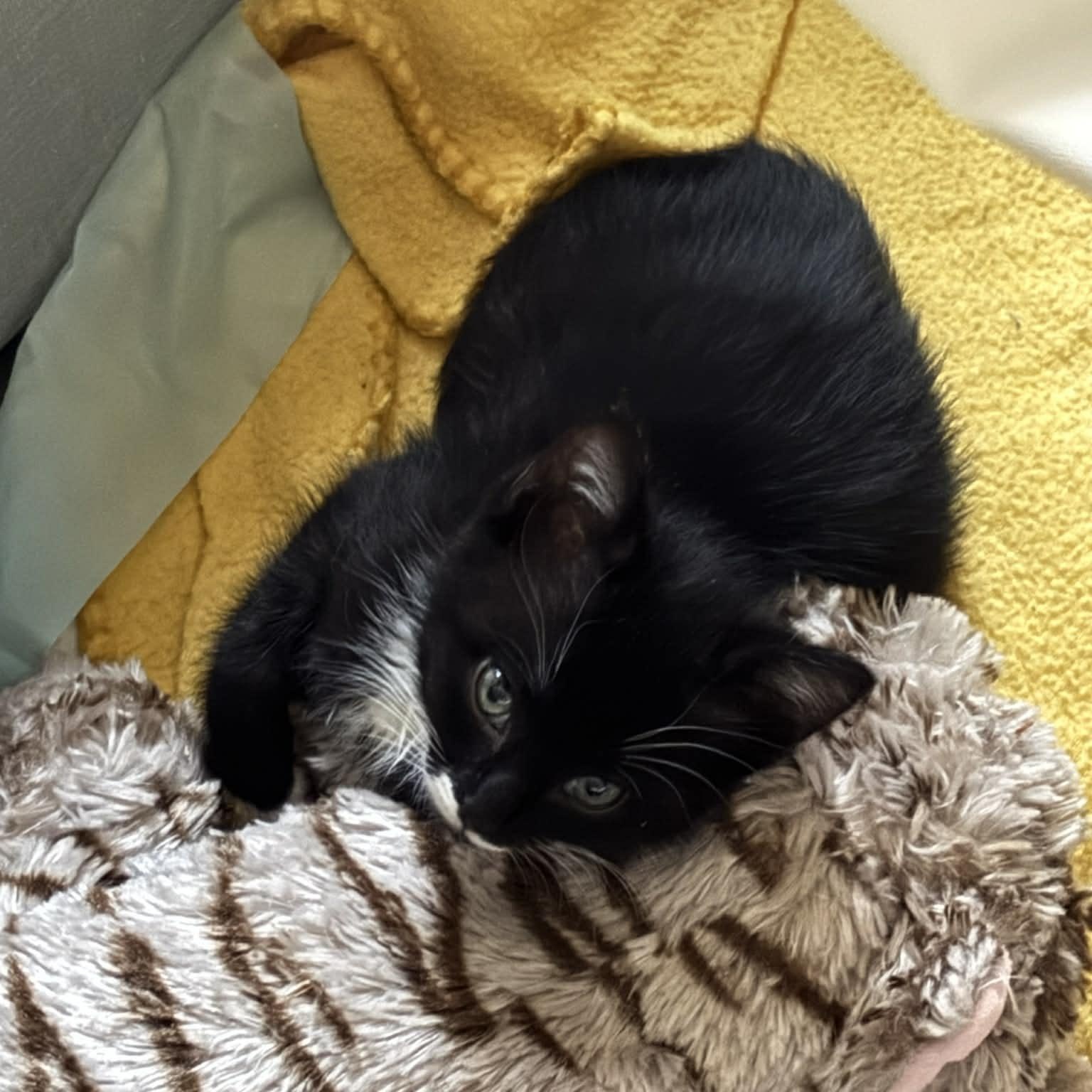 Enlarge Reagan, an adopted mixed breed in Mastic beach, NY image 3/3