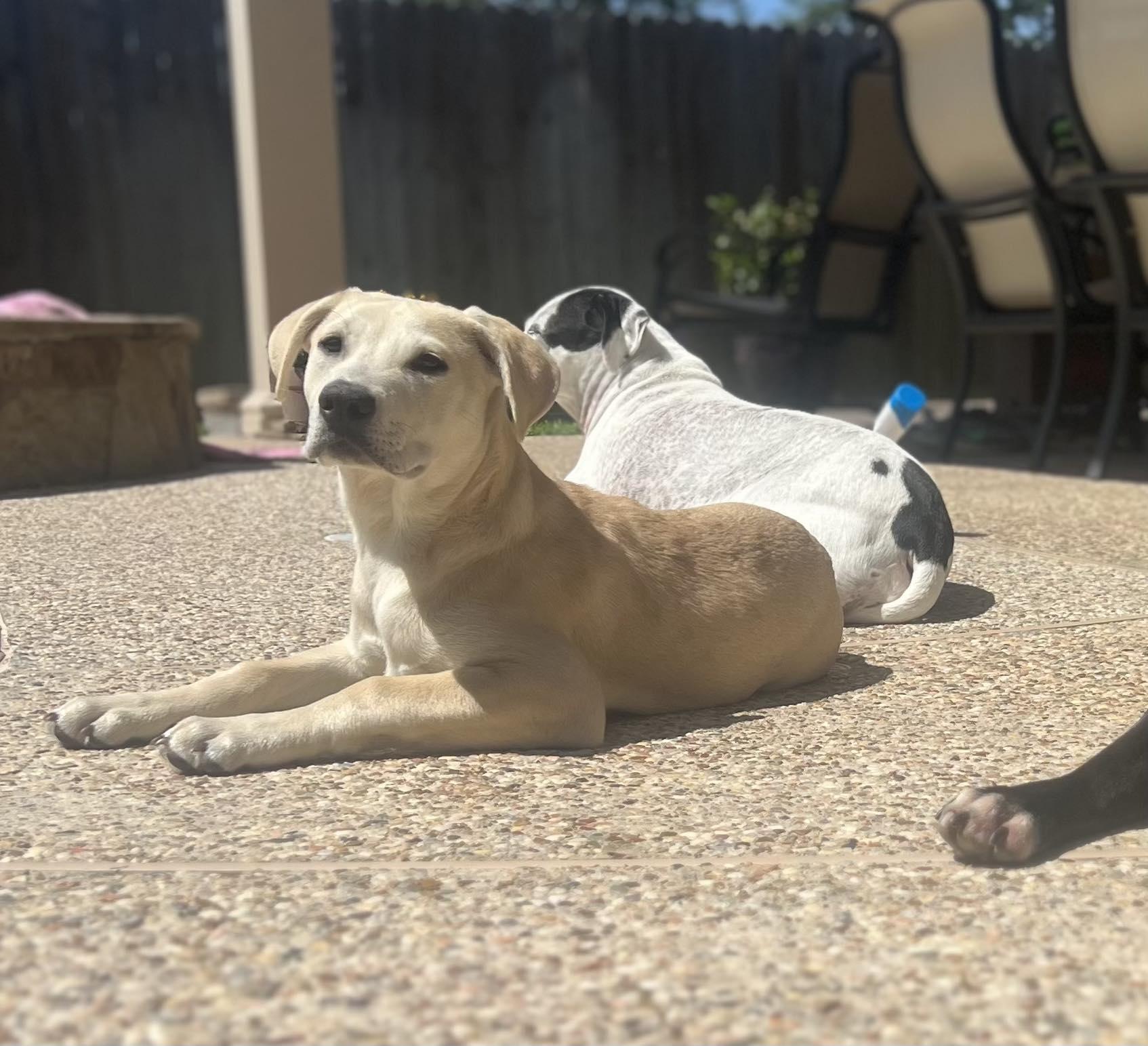 Oliver, a Adoptable mixed breed in Cypress, TX image 4/6