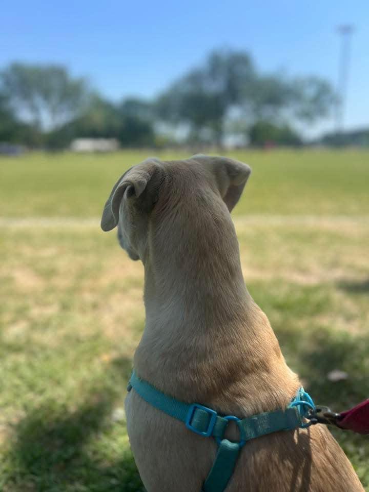 Oliver, a Adoptable mixed breed in Cypress, TX image 3/6