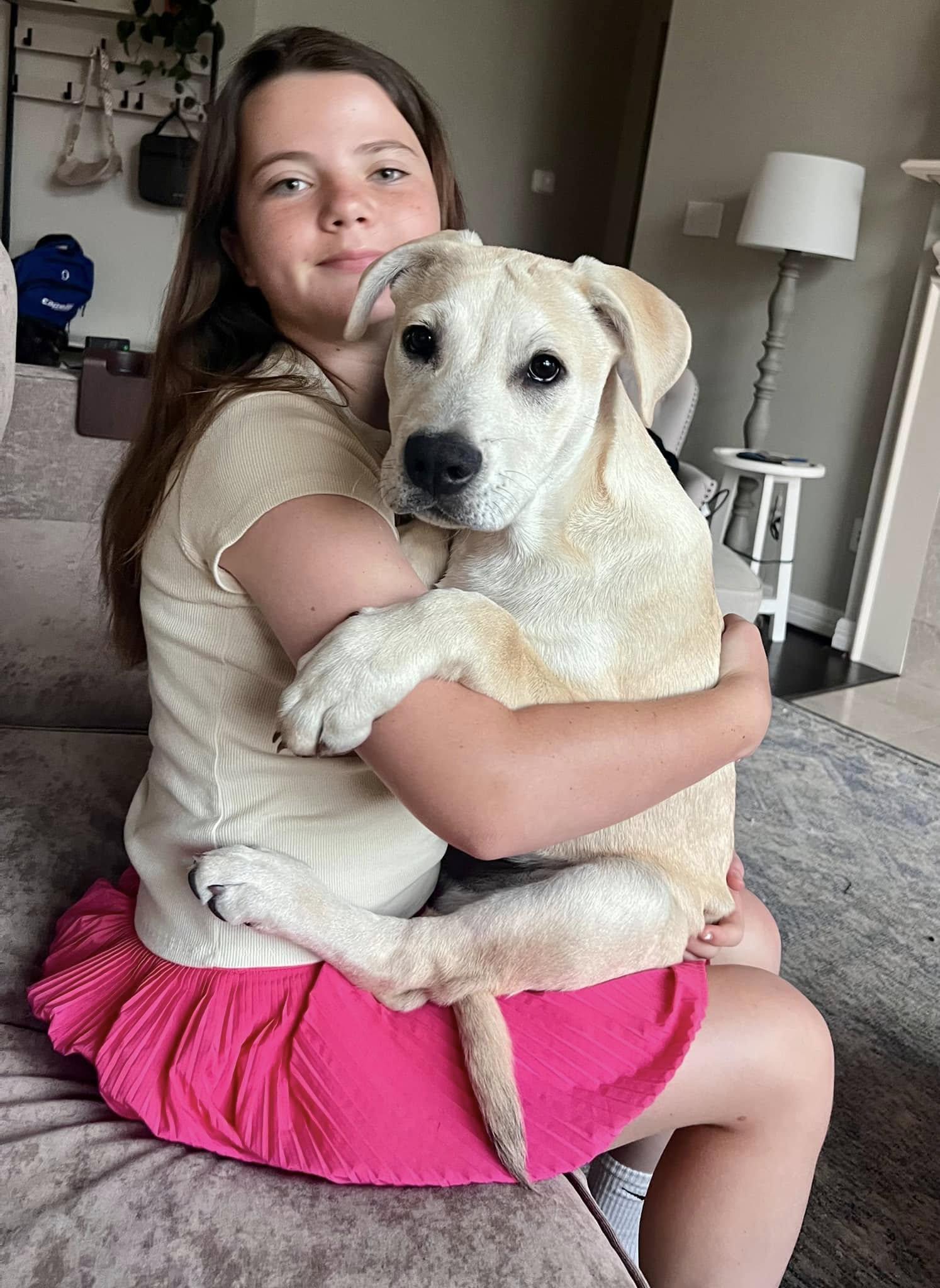 Oliver, Adoptable, Young Male Labrador Retriever & Pit Bull Terrier.