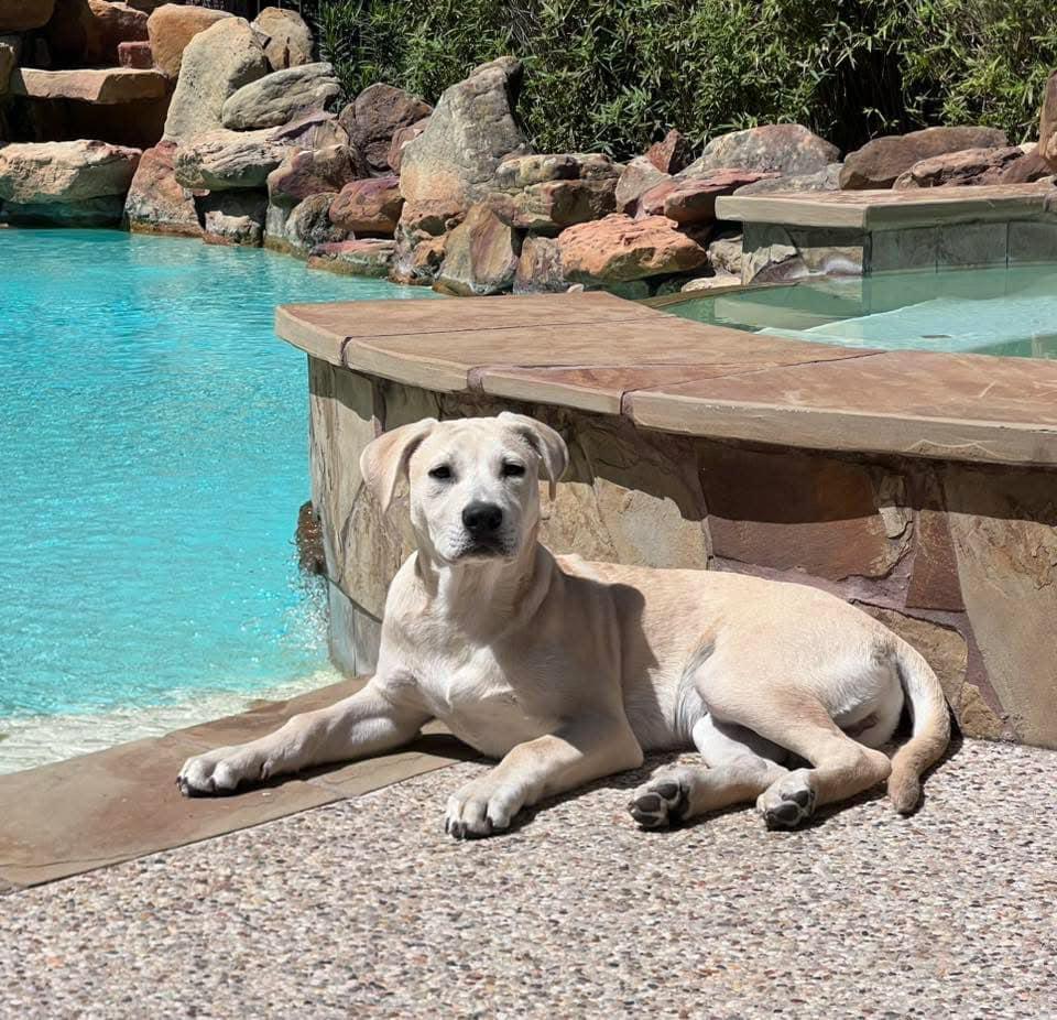 Oliver, Adoptable, Young Male Labrador Retriever & Pit Bull Terrier.