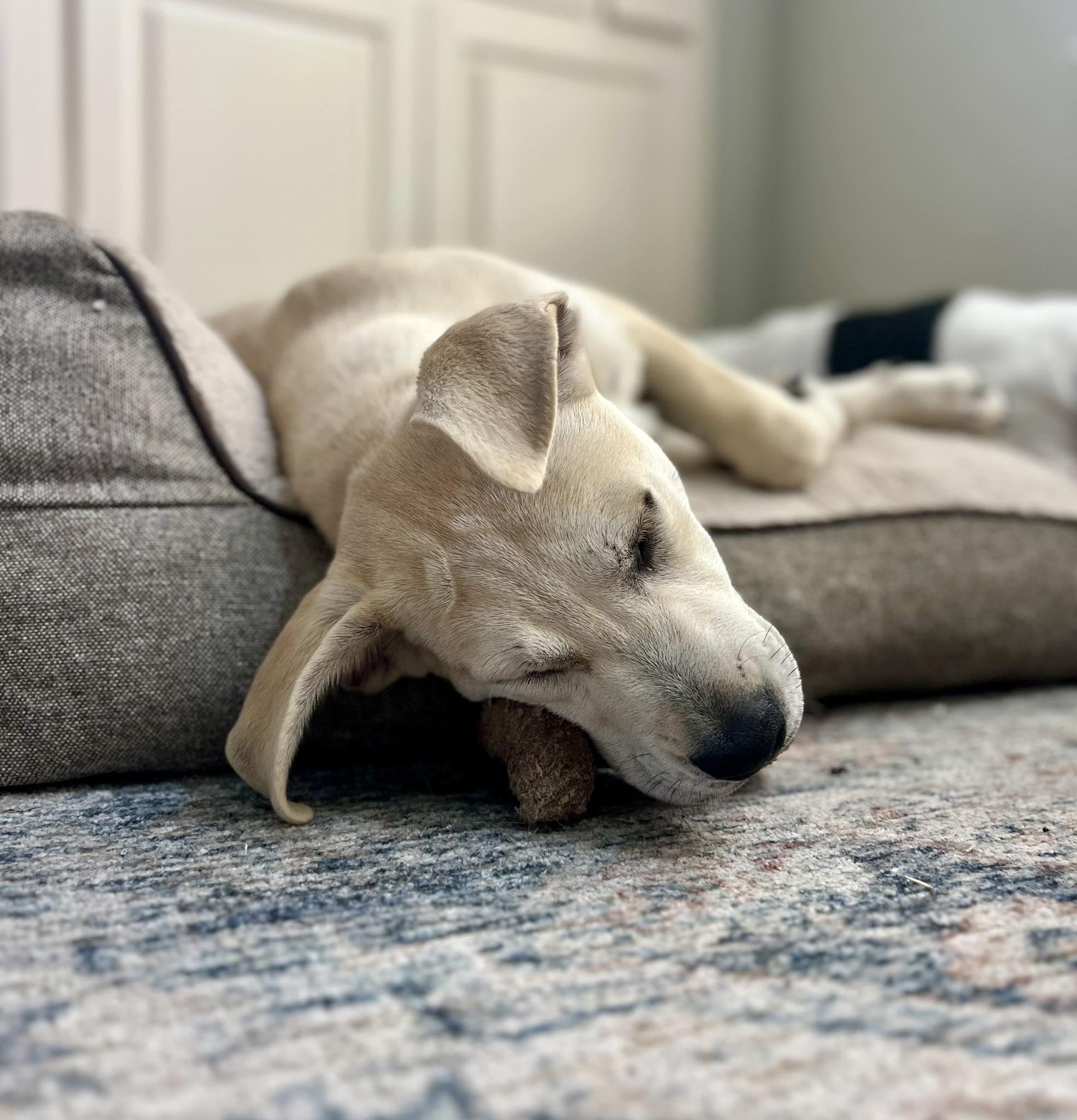 Oliver, a Adoptable mixed breed in Cypress, TX image 6/6