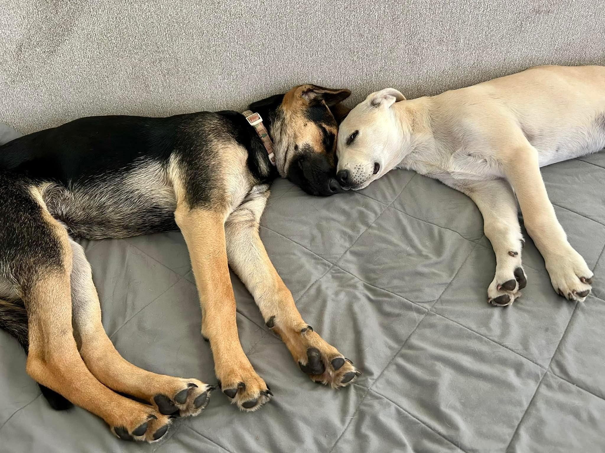 Oliver, a Adoptable mixed breed in Cypress, TX image 5/6