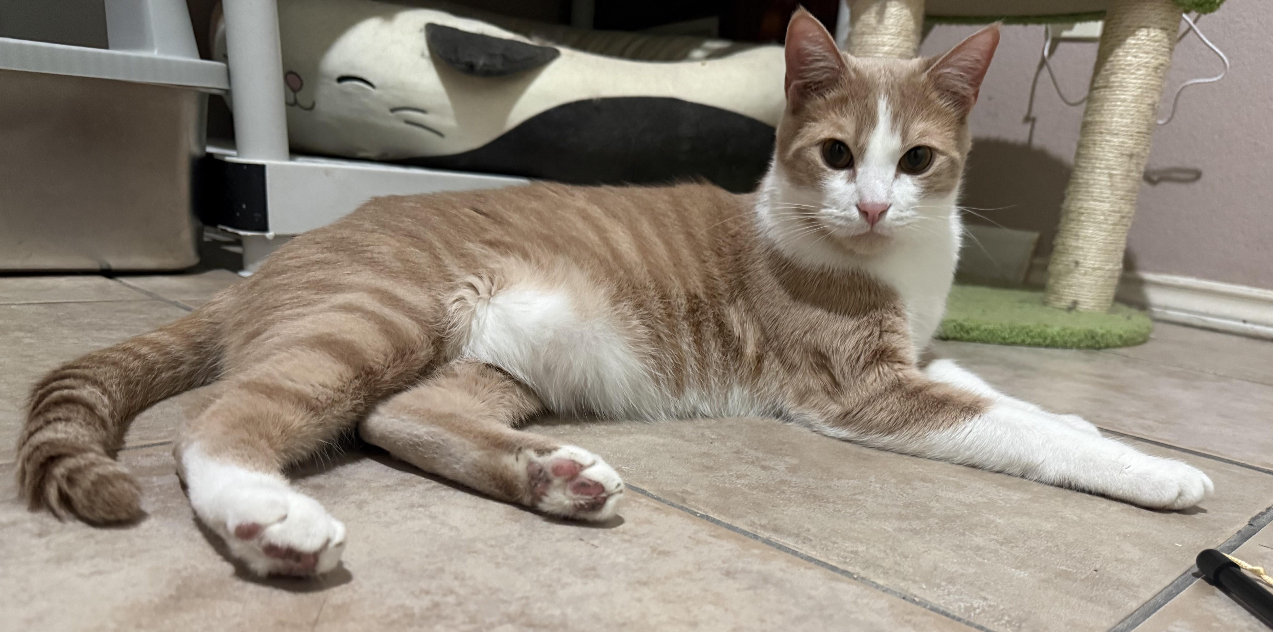 Enlarge Blondie, a Adoptable Domestic Short Hair in Allen, TX image 3/4