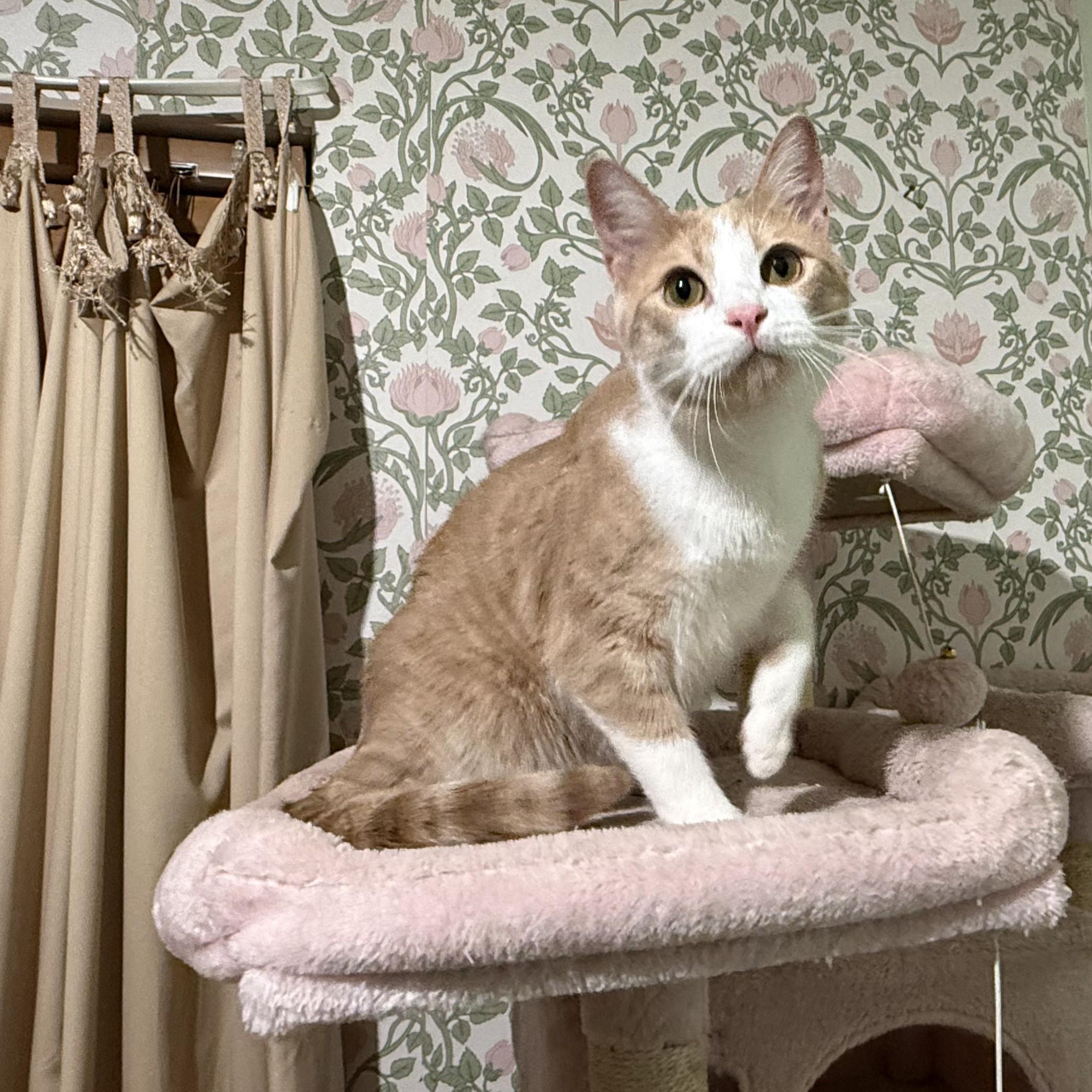 Enlarge Blondie, a Adoptable Domestic Short Hair in Allen, TX image 2/4