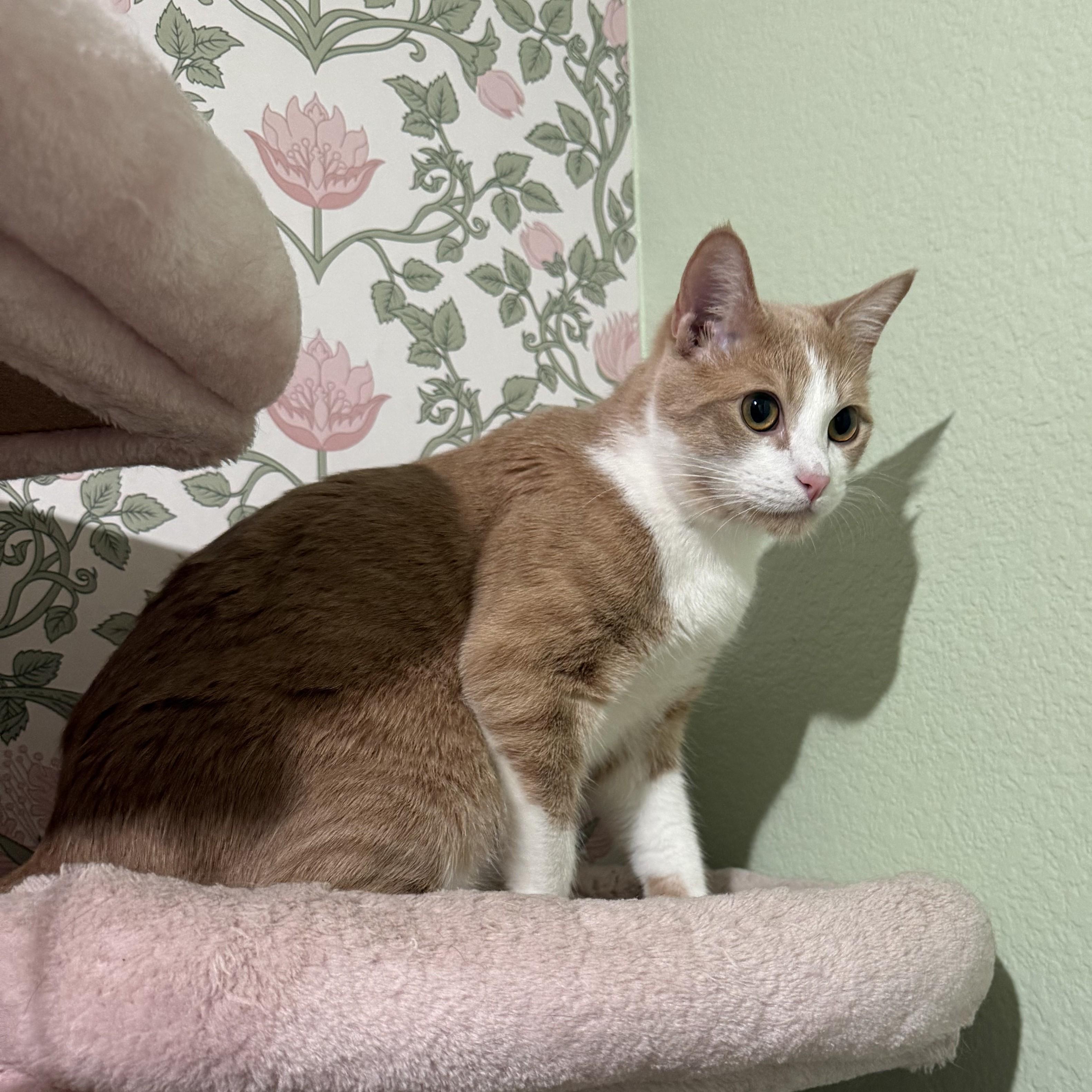 Enlarge Blondie, a Adoptable Domestic Short Hair in Allen, TX image 4/4